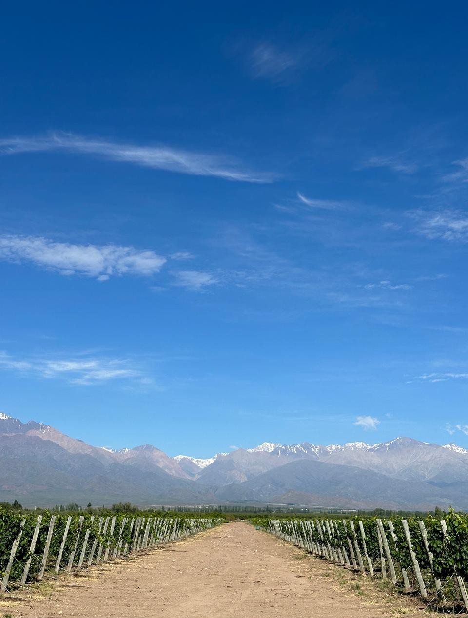 Rows of vines leading toward the snow-capped Andes under a deep blue sky in Mendoza